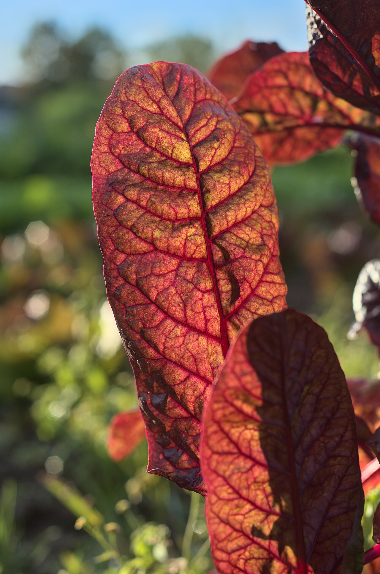 Swiss chard