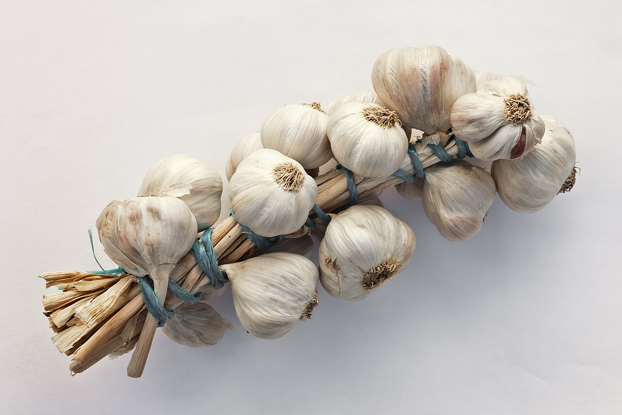 Purple garlic