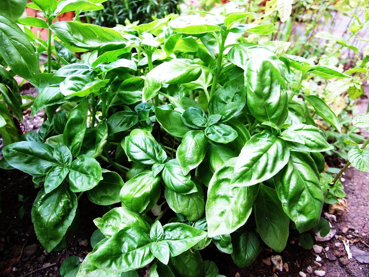 Aromatic Herbs