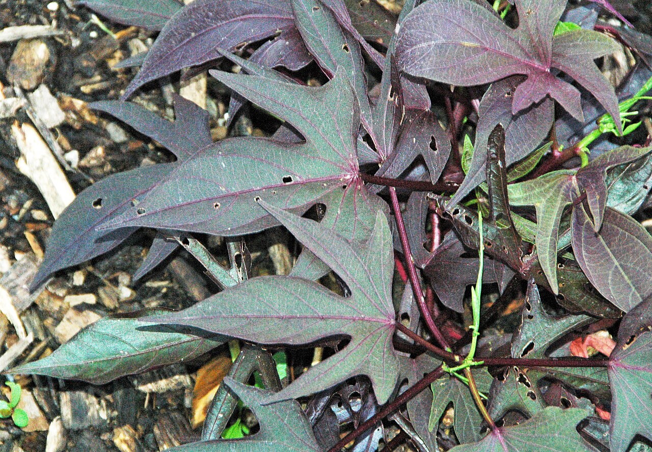 Sweet potato