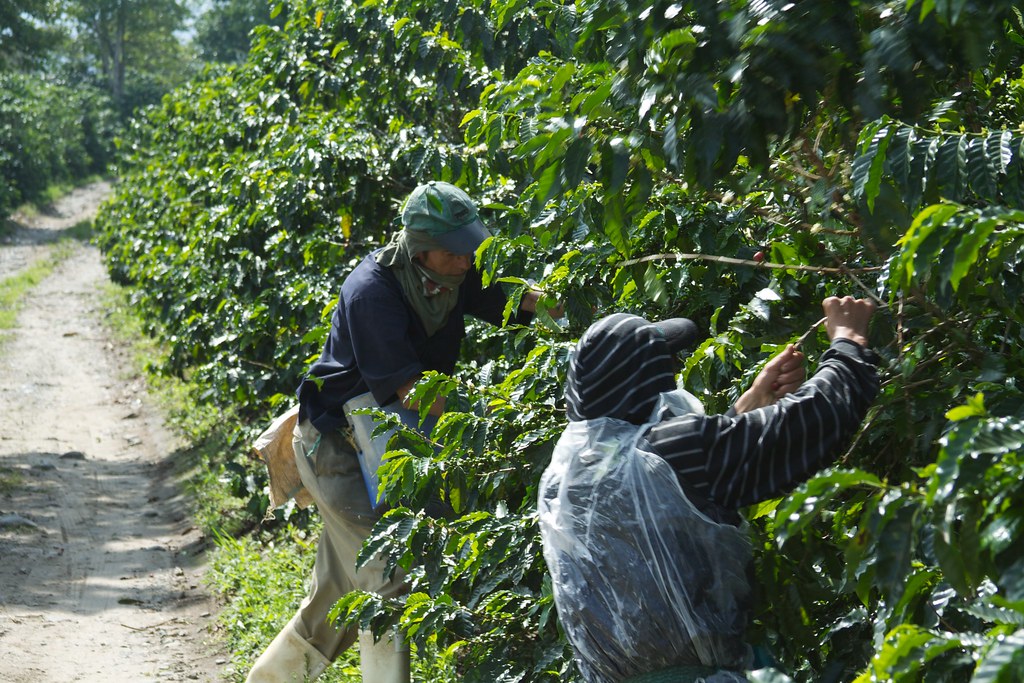 Specialty green coffee