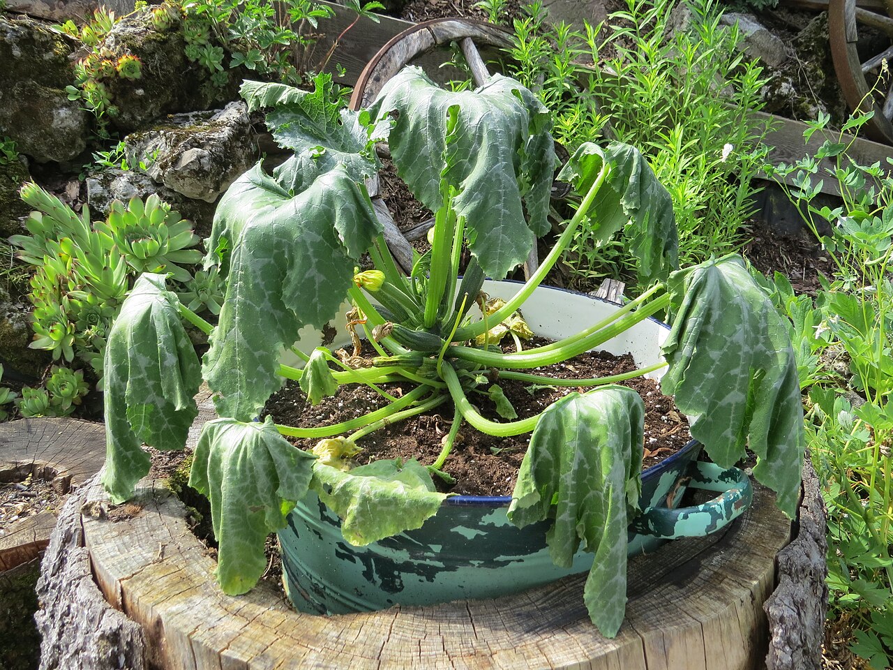 Zucchini
