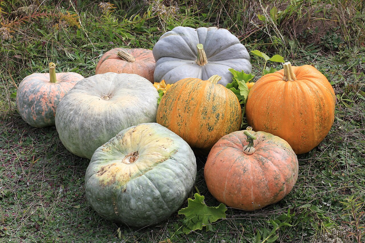 Pumpkin / winter squash