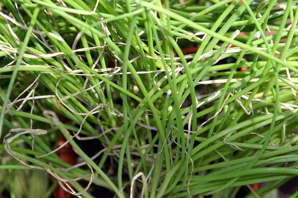 Scallion (spring onion)