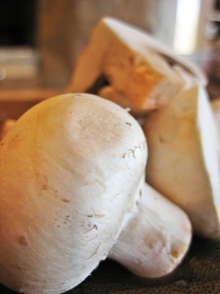 White button mushroom