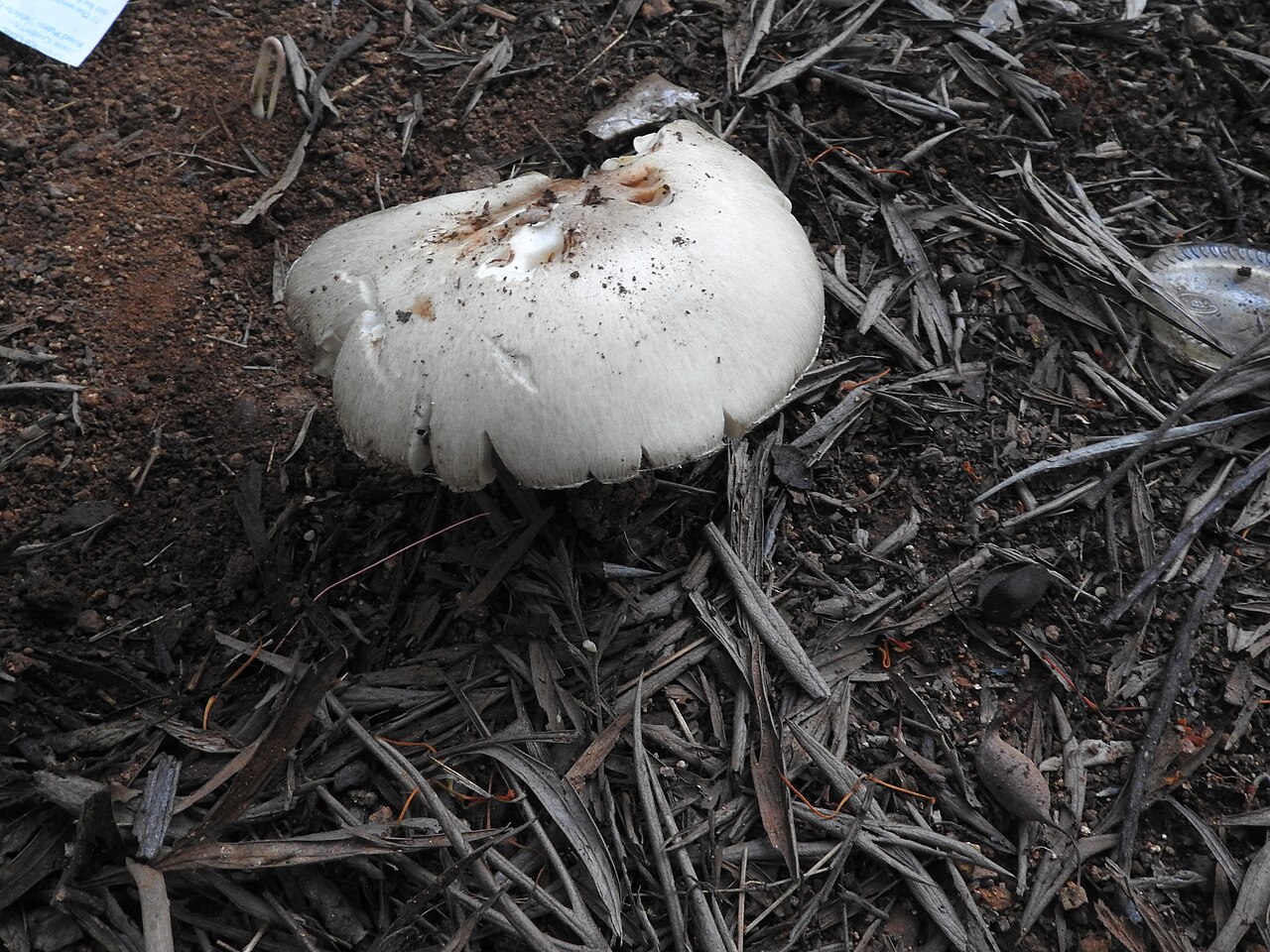 White button mushroom (extra grade)