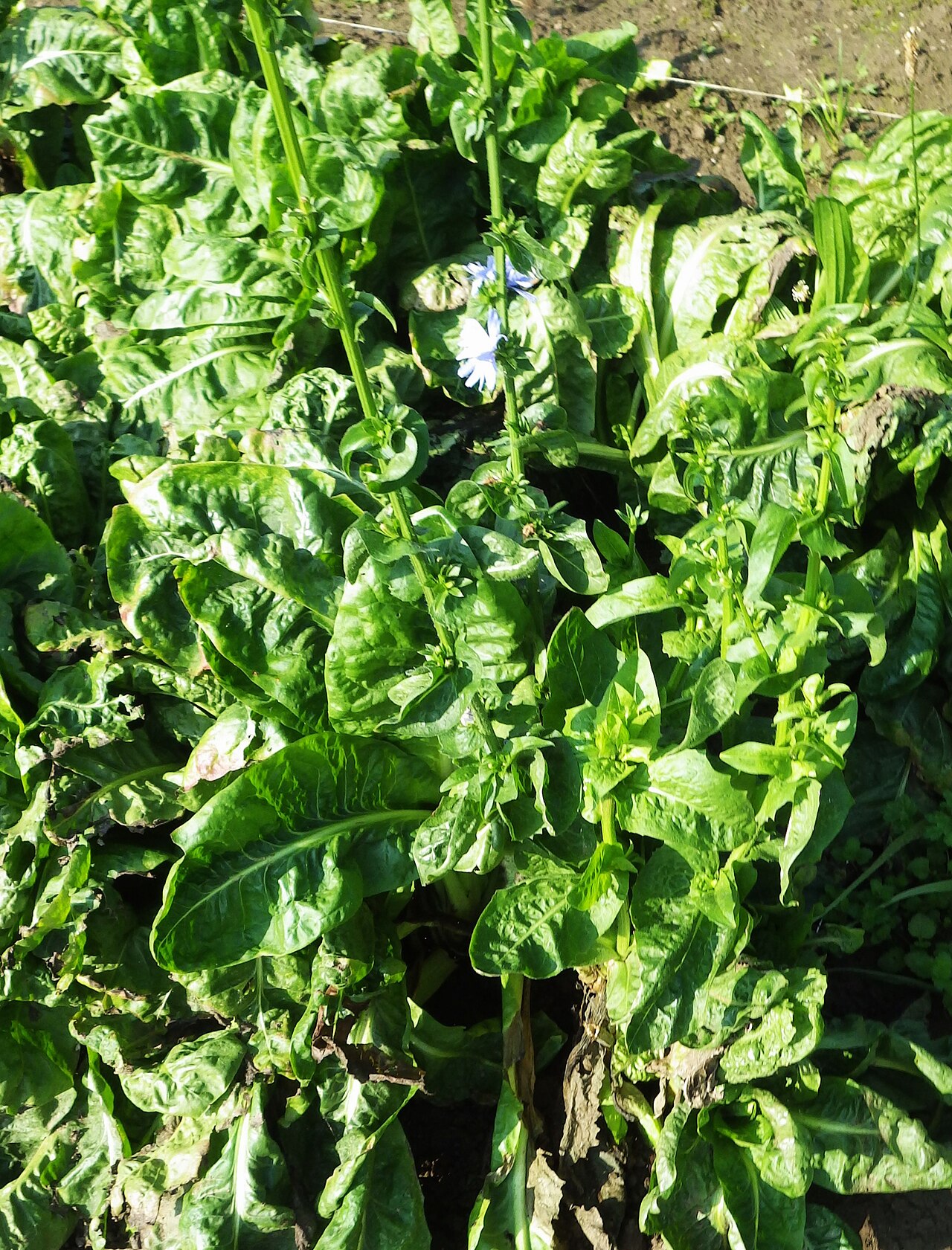 Belgian endive (witloof)