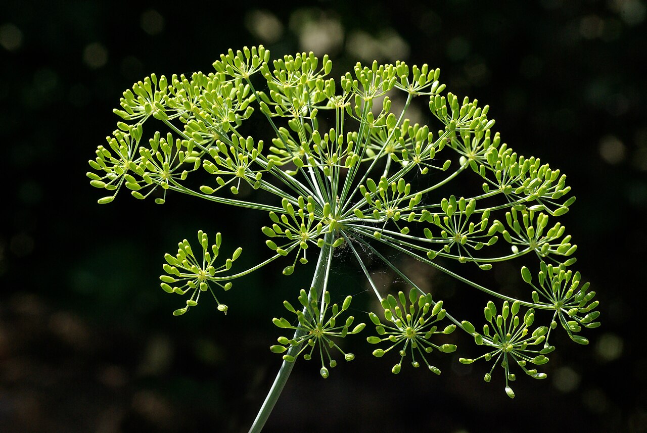 Fresh dill