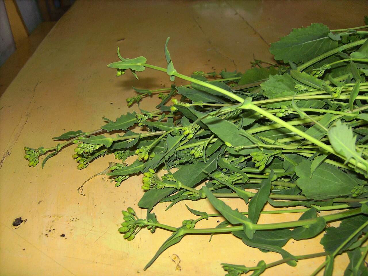 Turnip greens (grelos)
