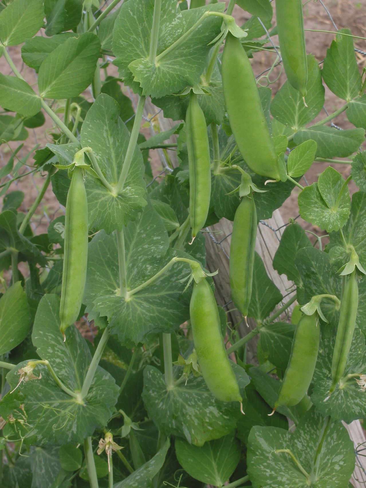 Fresh peas