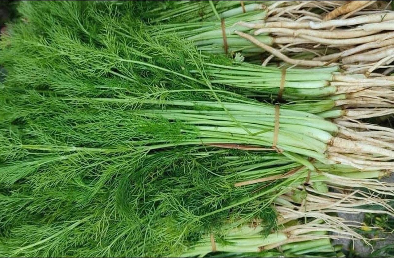Fennel