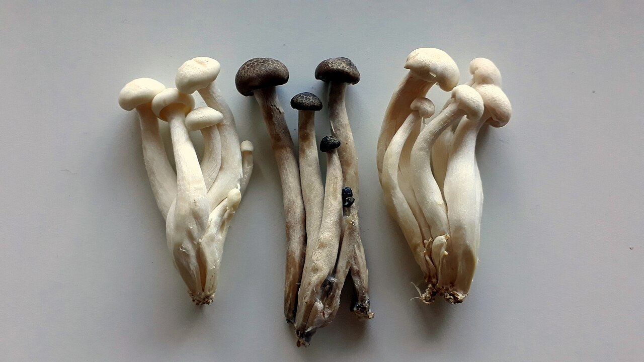 Beech mushroom (shimeji)