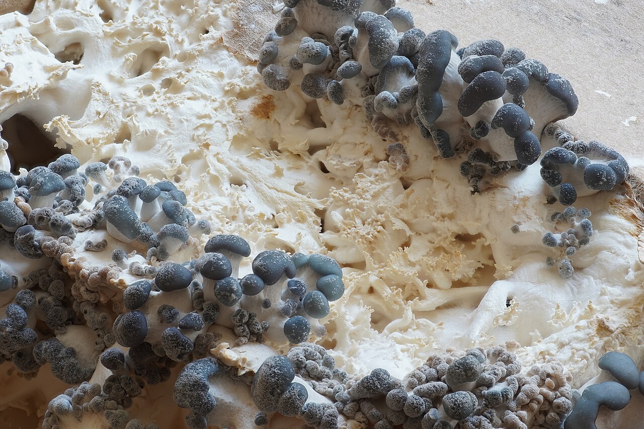 Oyster mushroom