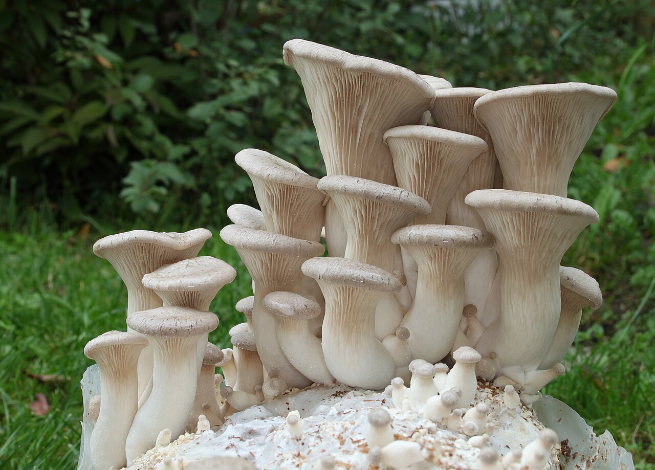 King trumpet (eryngii)