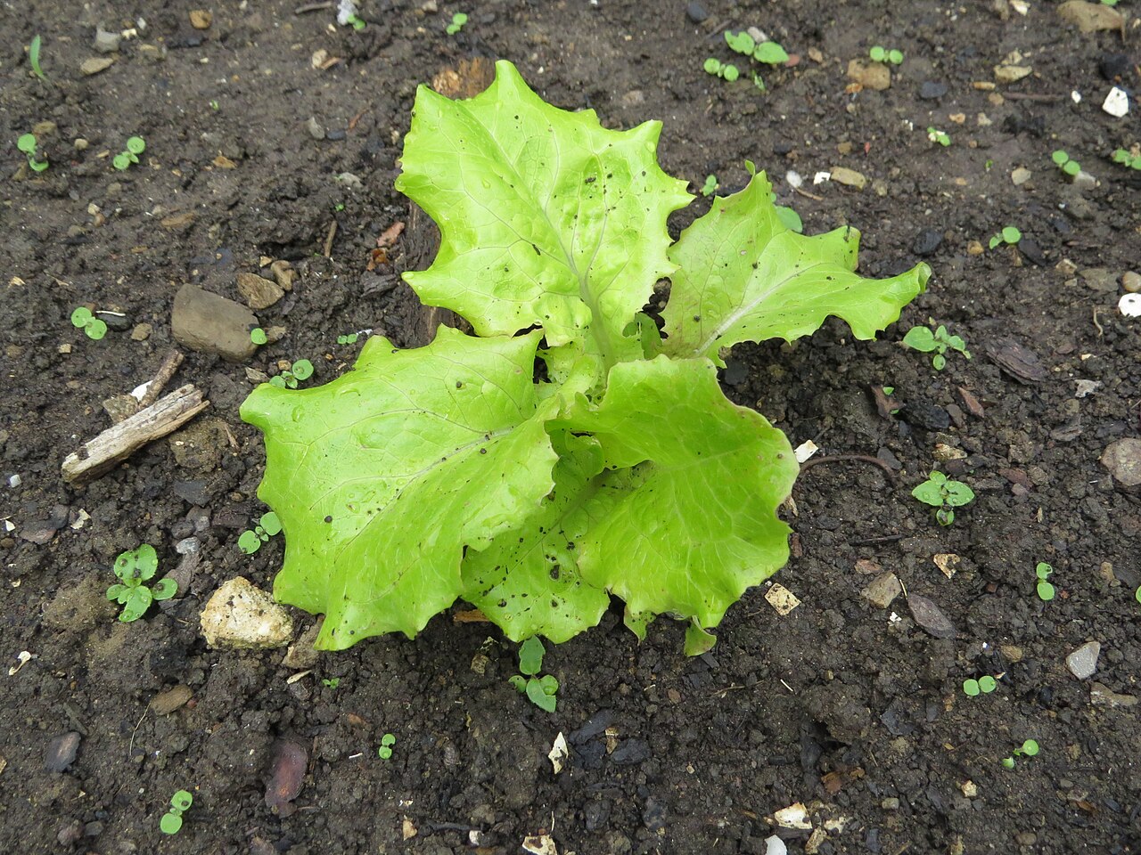 Iceberg lettuce