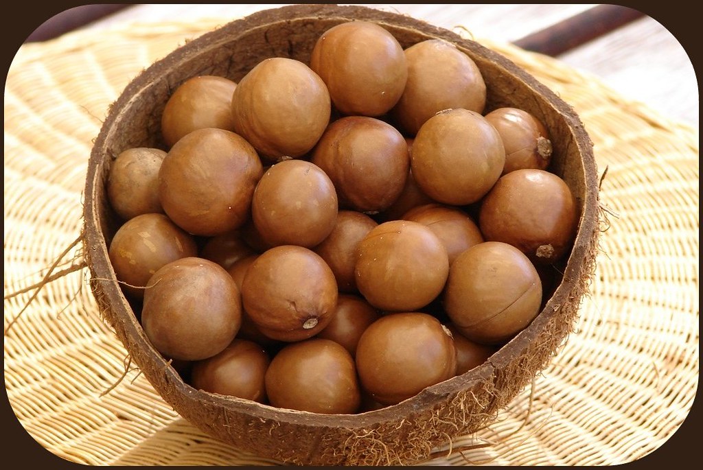Macadamia