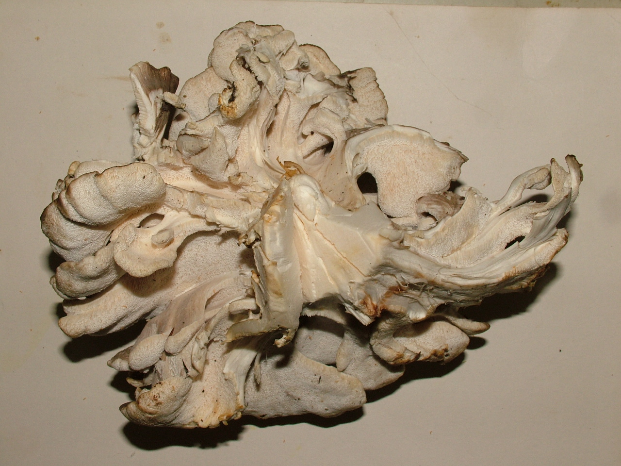 Maitake (hen of the woods)