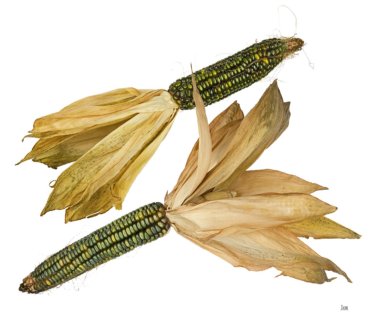 Sweet corn