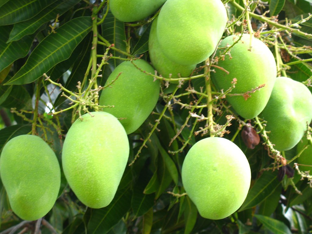Tommy mango