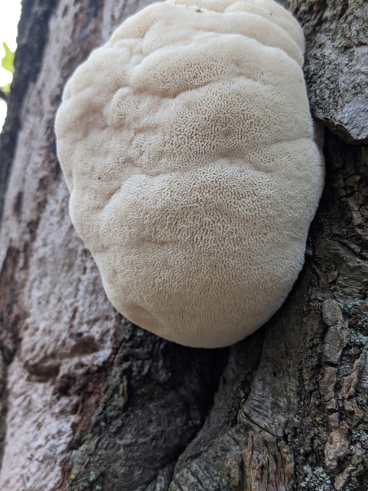 Lion's mane mushroom