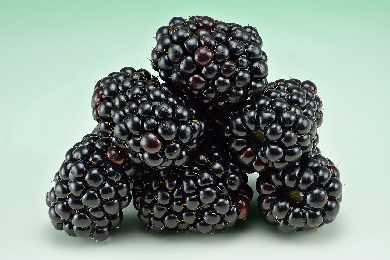 Andean blackberry