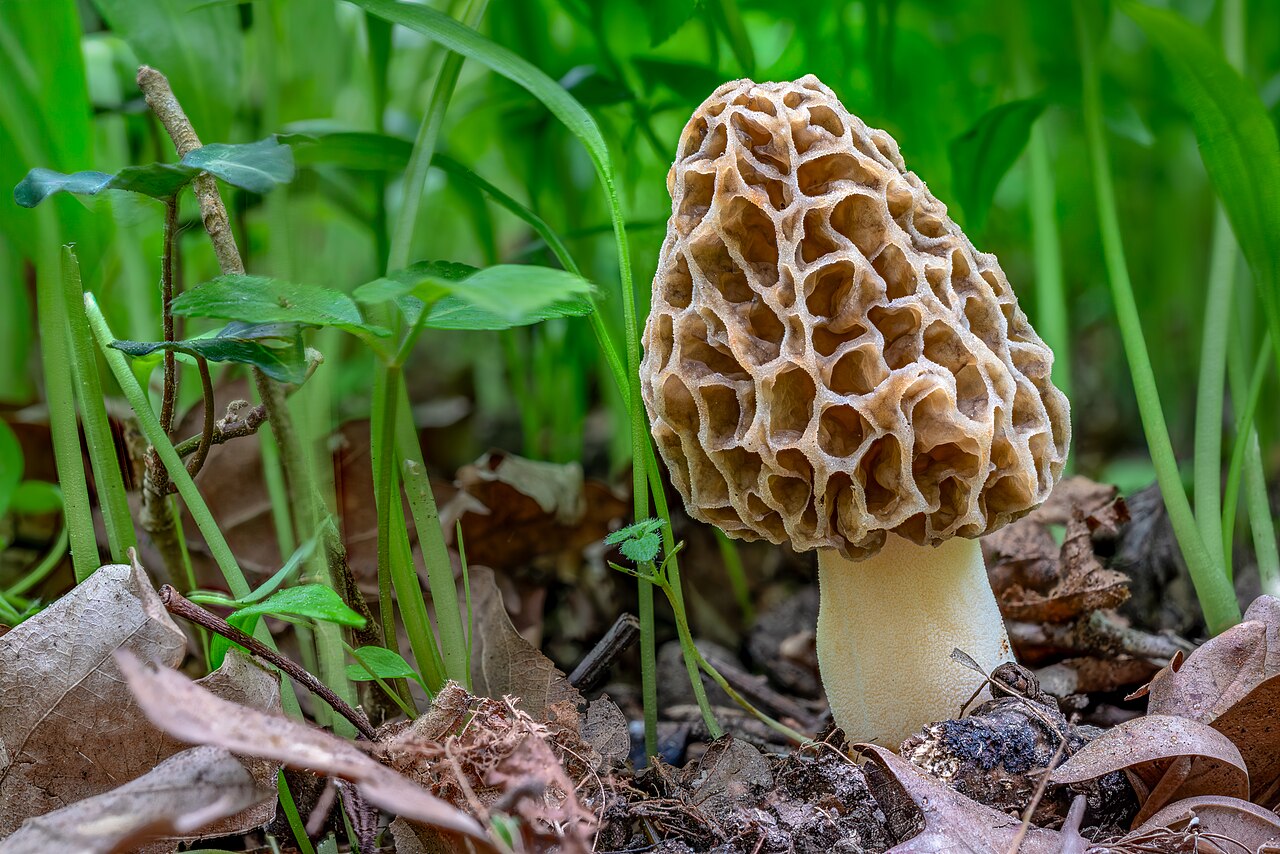 Morel mushroom