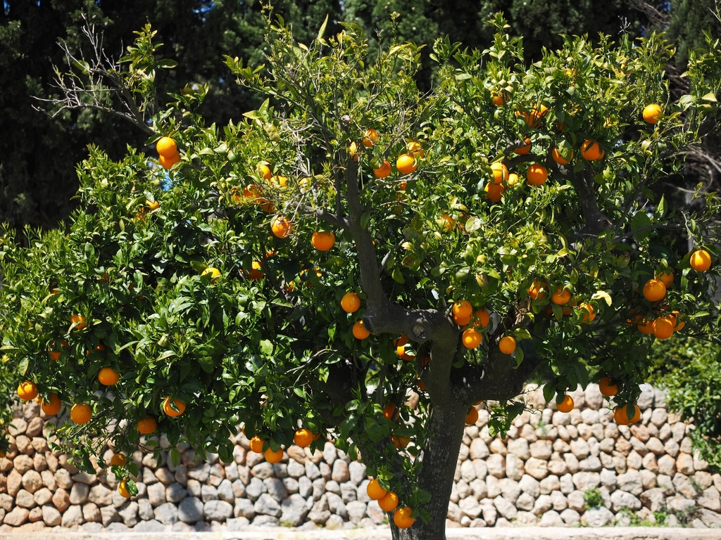 Export orange