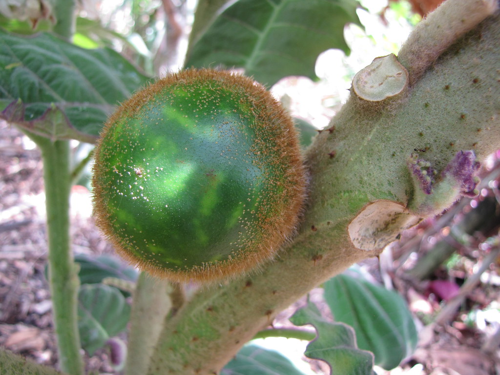 Naranjilla