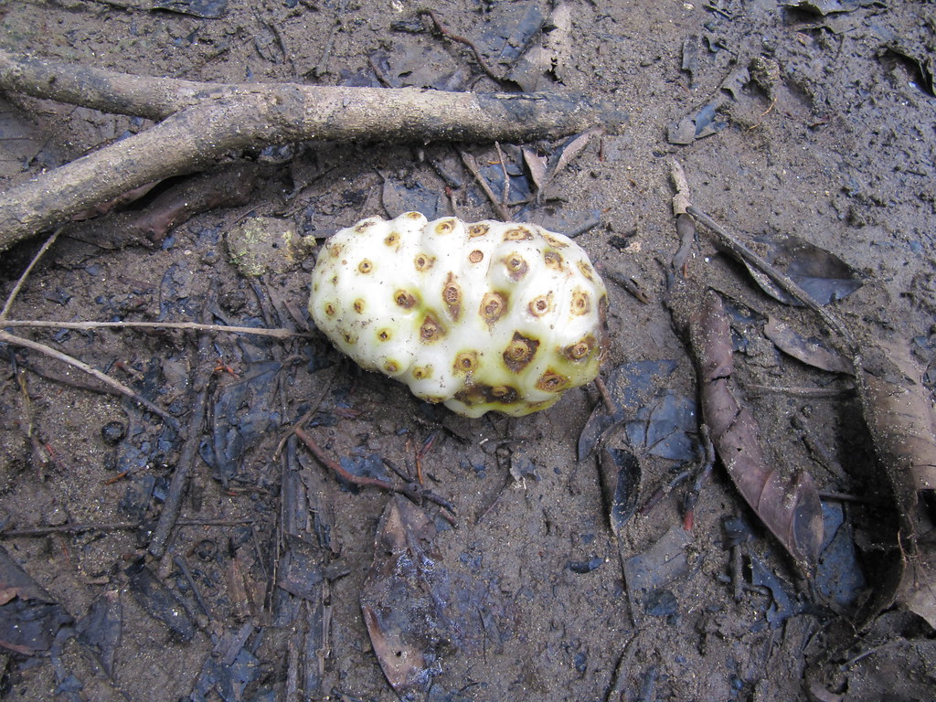 Noni