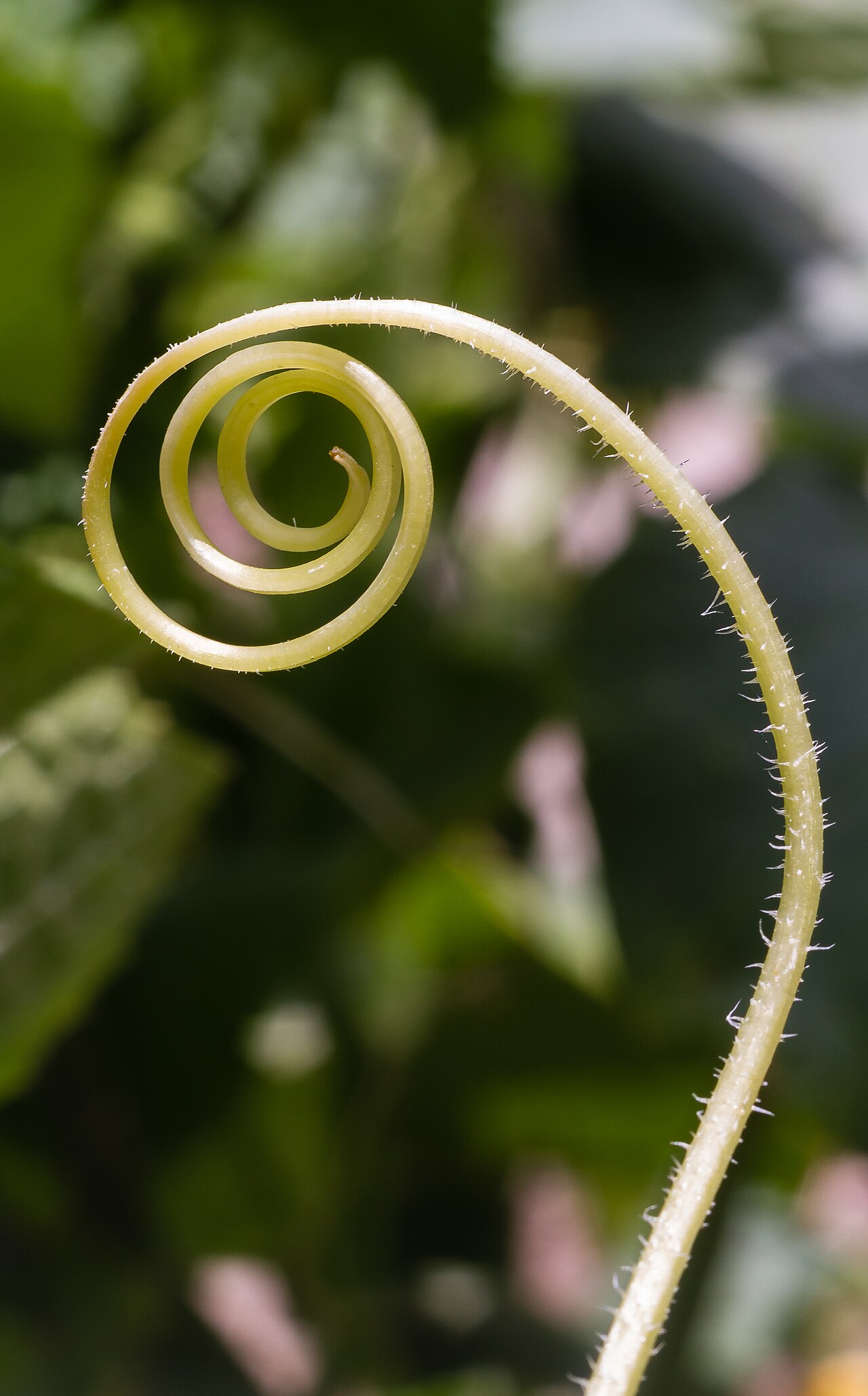 Cucumber