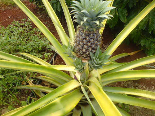 Baby pineapple