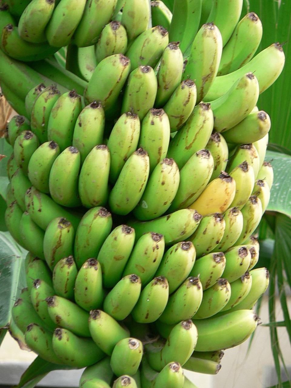 Green plantain
