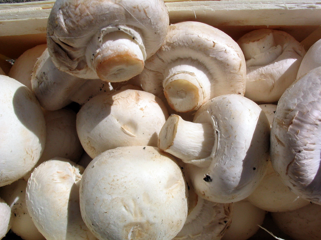 Portobello mushroom