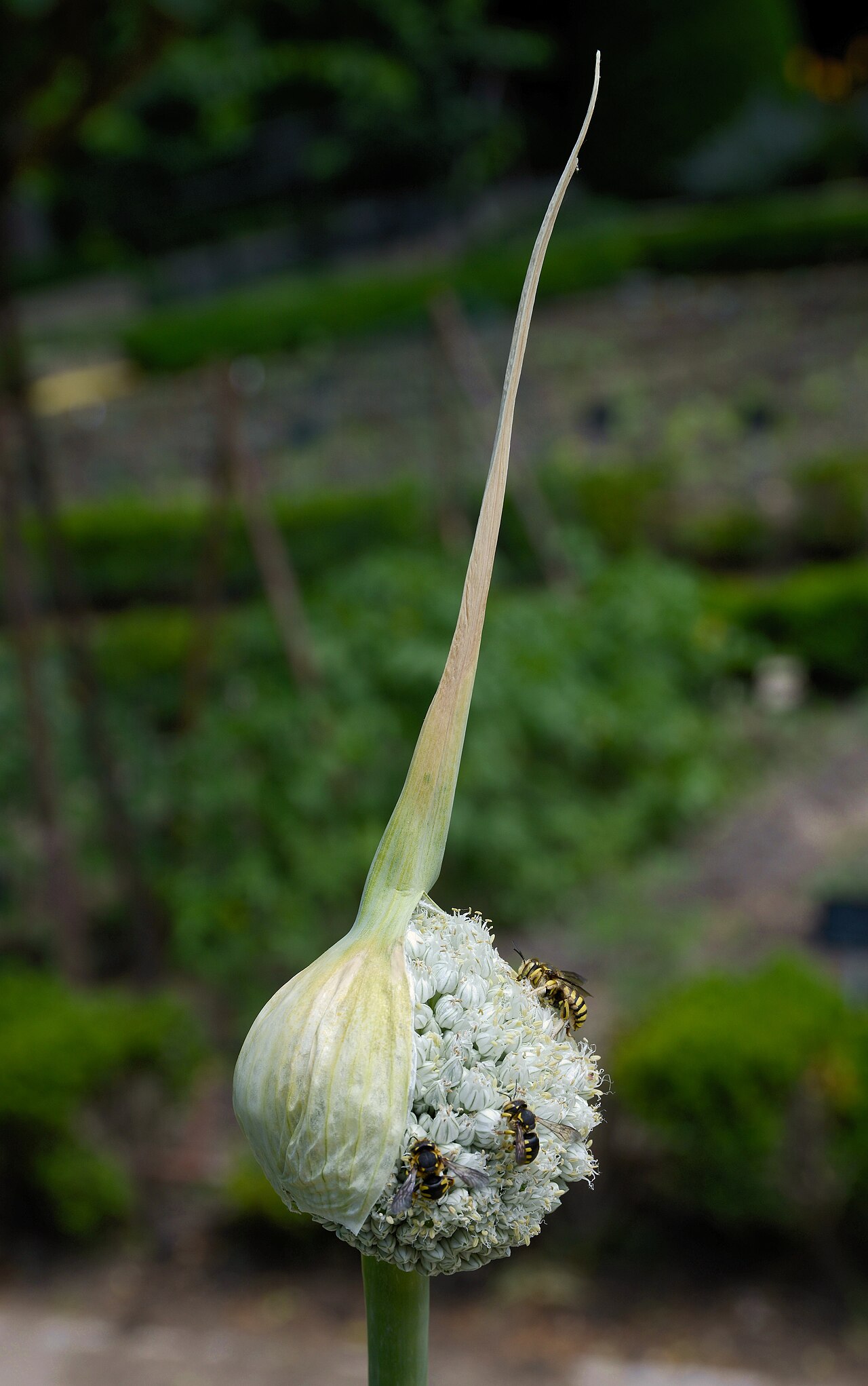 Leek