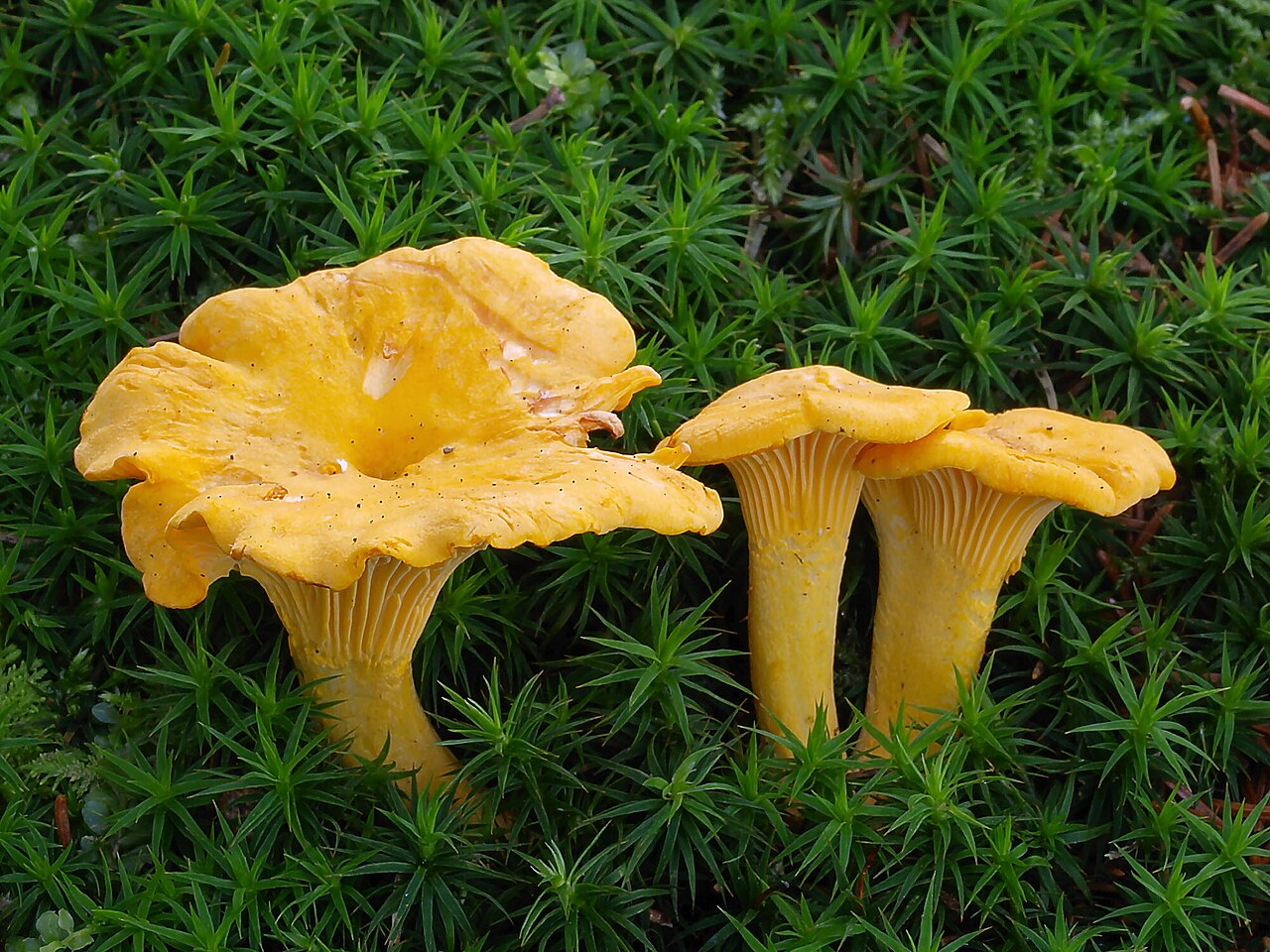 Chanterelle