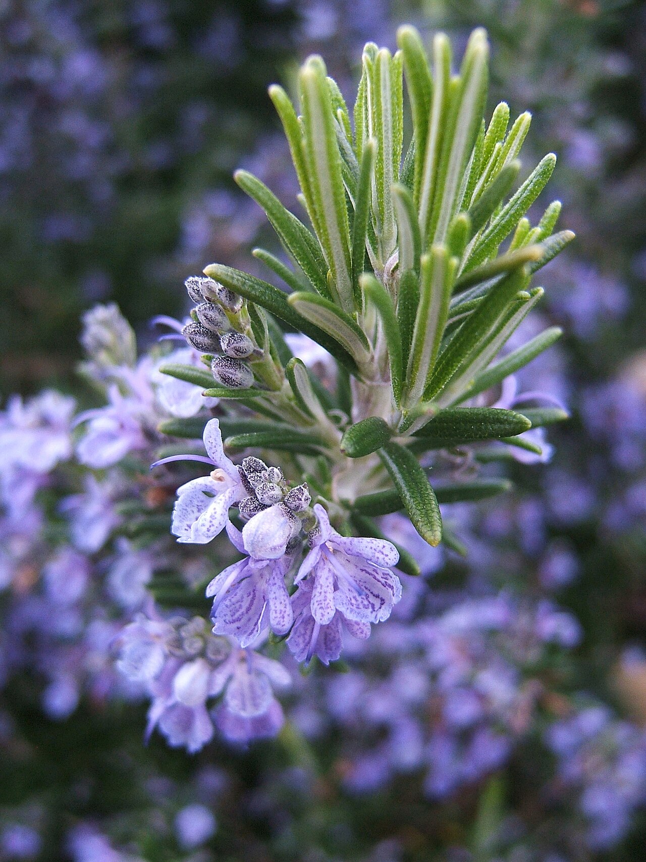 Fresh rosemary