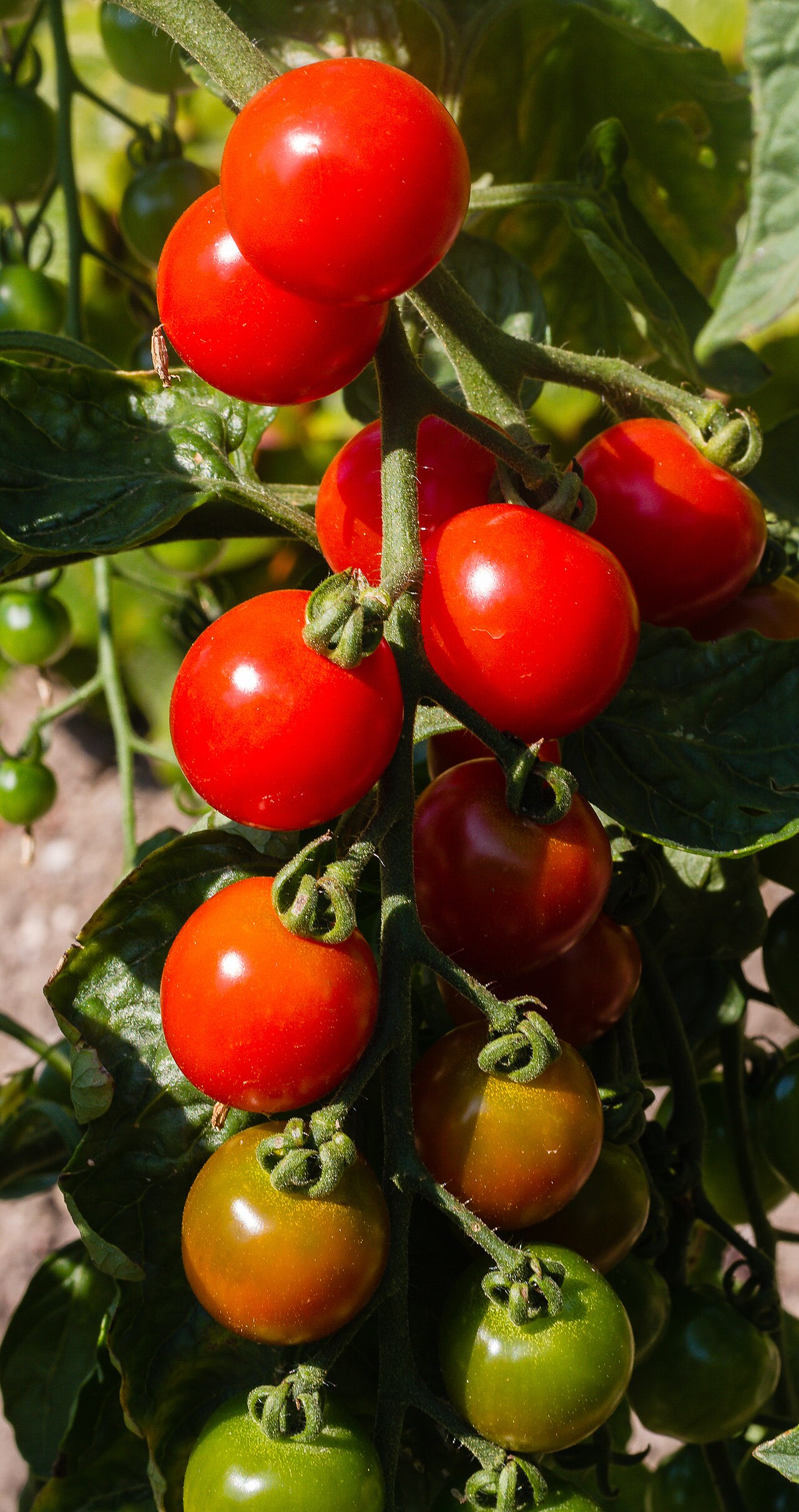 Table tomato
