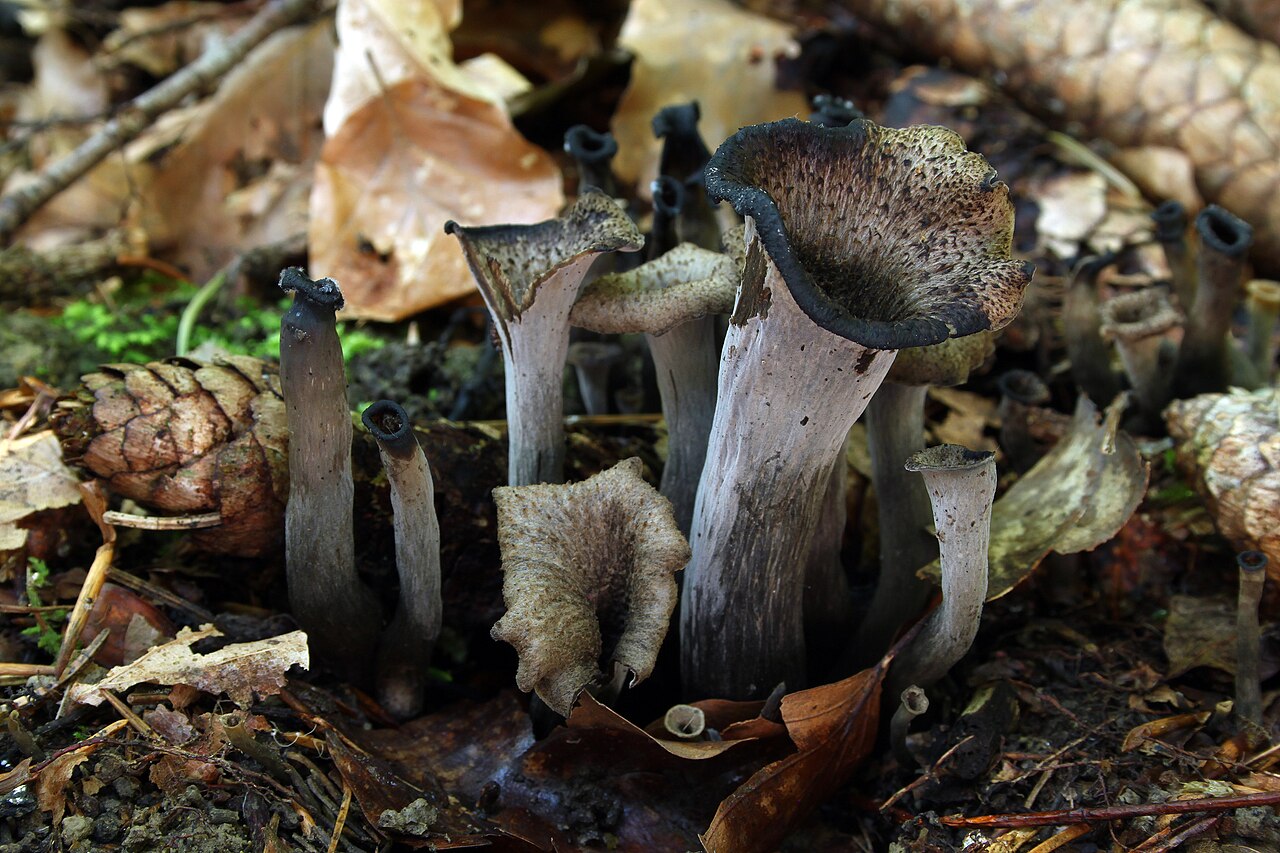 Black trumpet mushroom