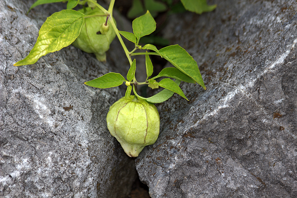 Golden berry (uvilla)